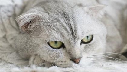 Engie 考虑在巴西大型光伏电站引入比特币挖矿或储能系统