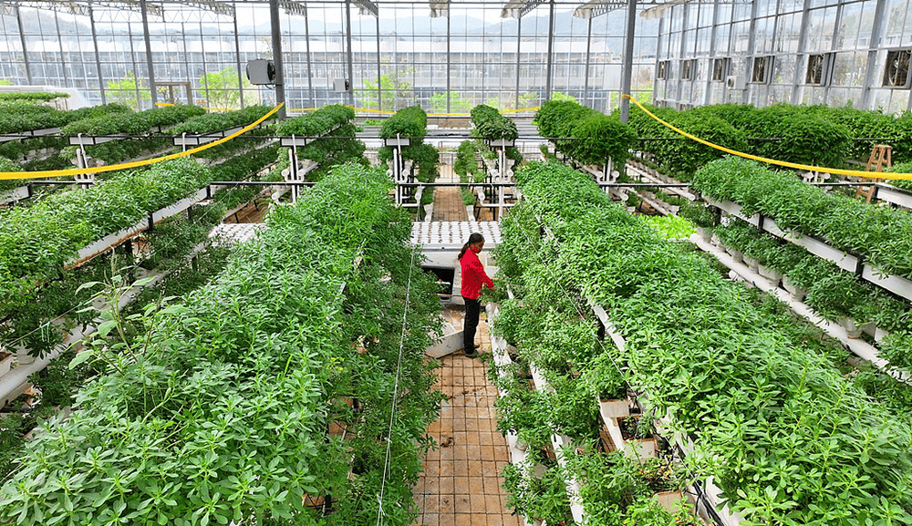 全国政协常委、江西省政协副主席谢茹经济日报刊文:如何纾解粮菜争地之困