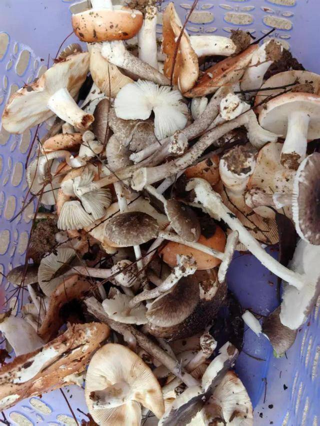 湖南一家6口误食毒蘑菇,5岁男童不幸去世