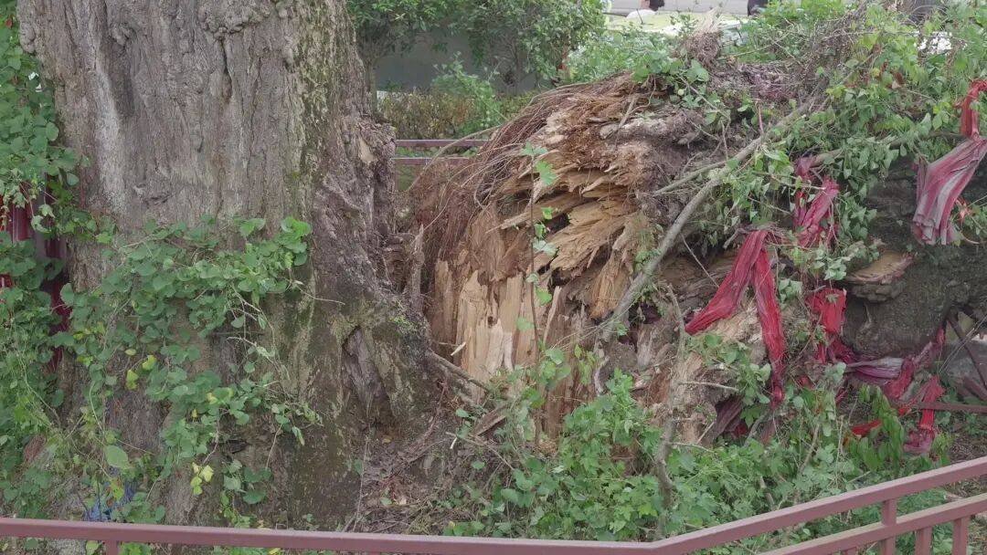 贵阳一700年古树砸扁“宝马”,现场惨不忍睹,林业局:车主他也有错