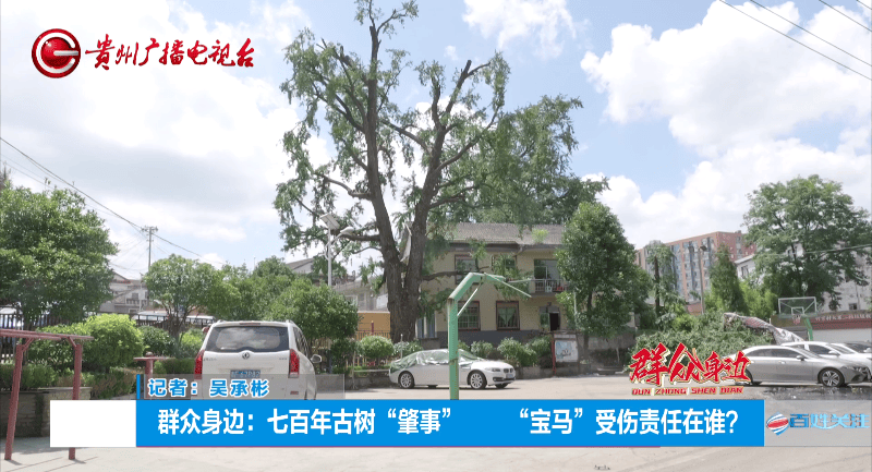 贵阳一700年古树砸扁“宝马”,现场惨不忍睹,林业局:车主他也有错