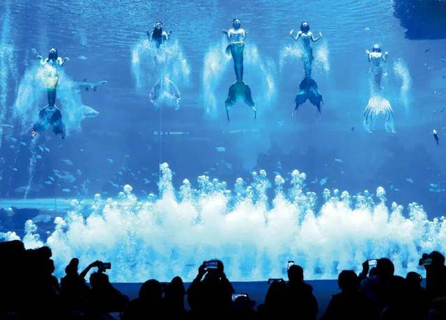 海洋公园,养不起虎鲸了