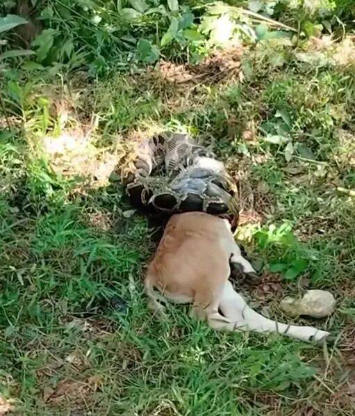 广东一条蟒蛇吞食牛犊，发现时牛头已经被吞下一半，当地：属保护动物，已放生